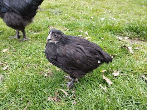 French Black Copper Marans pullets (young hens) (chocolate eggs!)
