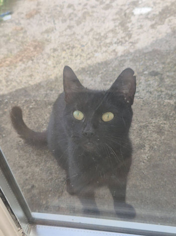 Black cat