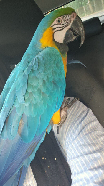 Stunning Blue and Gold macaw for sale