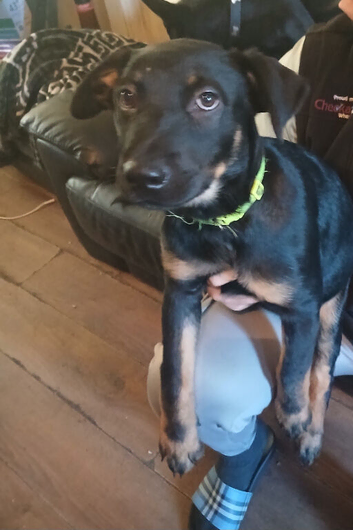 Shepweiler pups