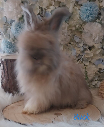 2 beautiful Angora boys Ready now