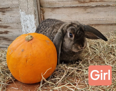 2 giant baby lop rabbits