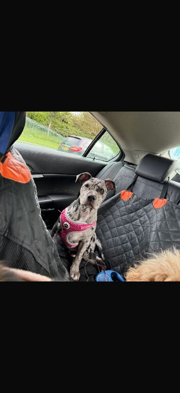 Am staffy girl