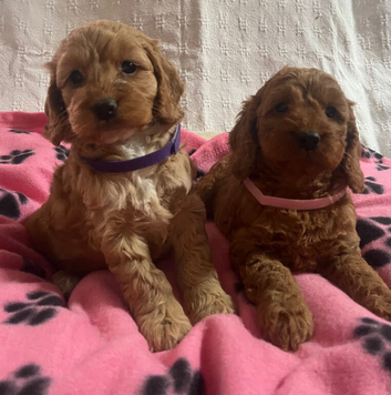 Cockapoo puppies