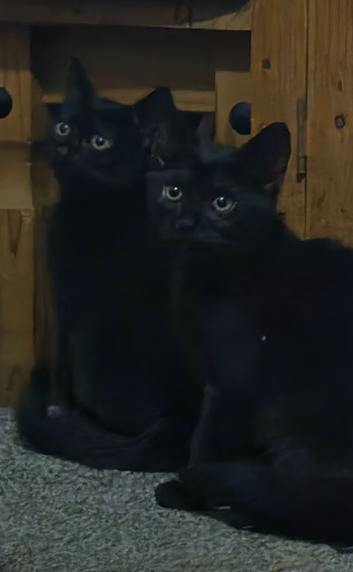 Beautiful black kittens