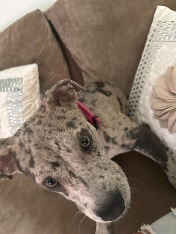 British bull dog cross lurcher
