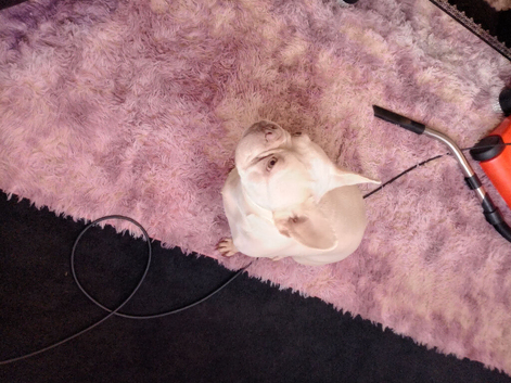 Cream white girl frenchie