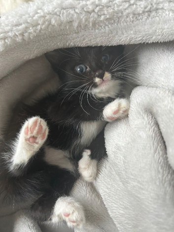 Kittens