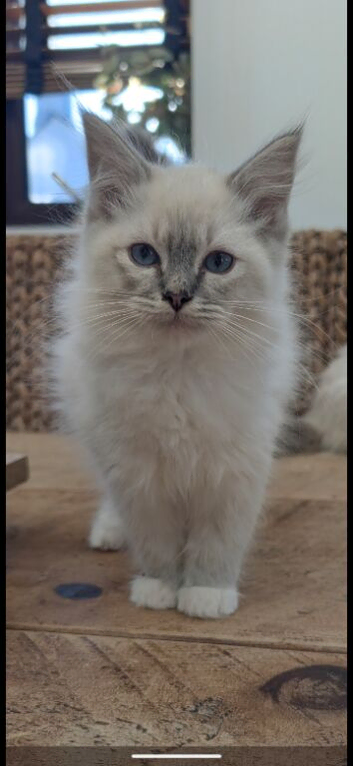 Stunning pedigree ragdolls