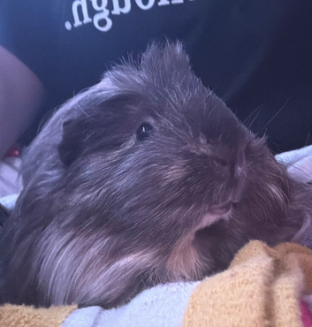 Single long hair sow