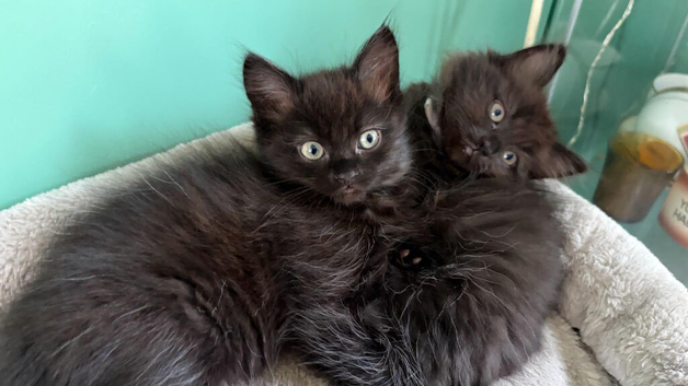 Ragdoll x Persian kittens 3 girls one bot