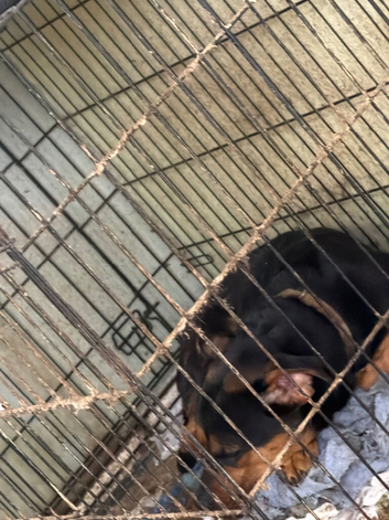 2 beautiful dogs for rehome