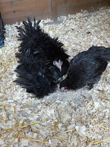 Trio pekin bantams