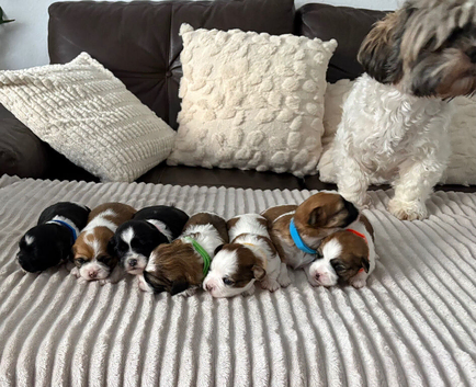 Beautiful Shih Tzu puppies