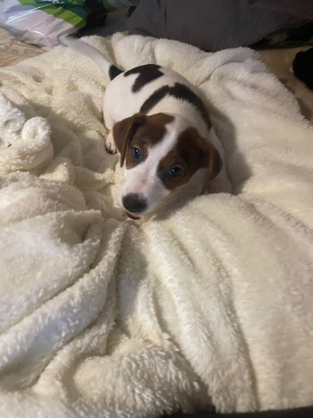 1 adorable boy Jack Russell looking for his forever home