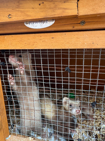 MALE FERRETS