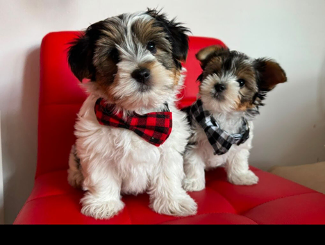 Pure Biewers Terriers boys