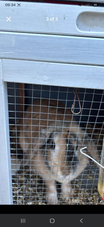 2 rabbits