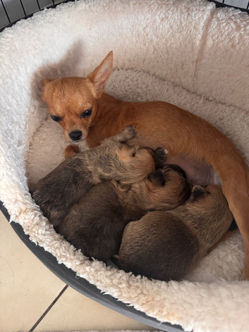 Pomchi puppies