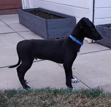 Lurcher pups saluki greyhound cross whippet