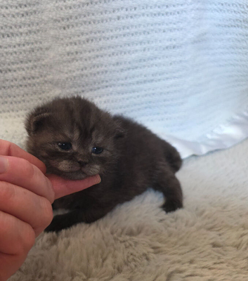 Beautiful chunky british shorthair