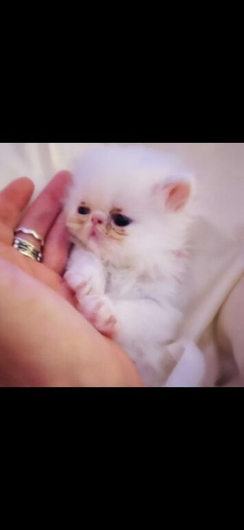 Exotic Persian Doll Face Kittens