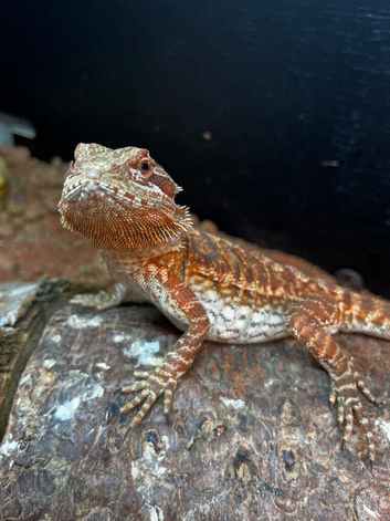 Bearded Dragon for Sale - Friendly & Well Cared For