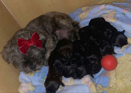Beautiful Shihpoo puppy's