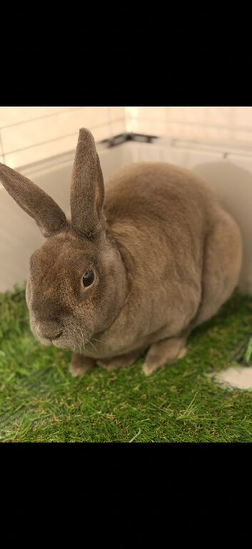 Rabbit male