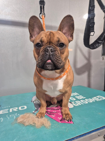 KC REG FAWN STUD