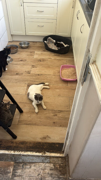 12week old cross bred kittens