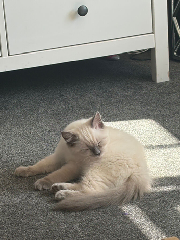 2 female ragdolls (sisters)