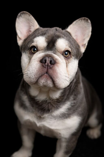 Gorgeous French Bulldog Rocky