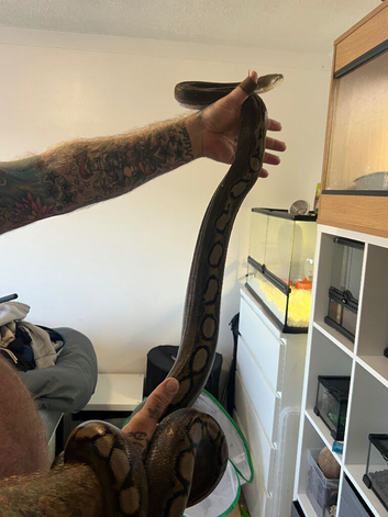 Dwarf reticulated python