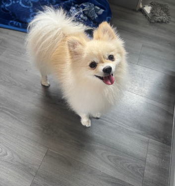 Pomeranian boy stud 15months old