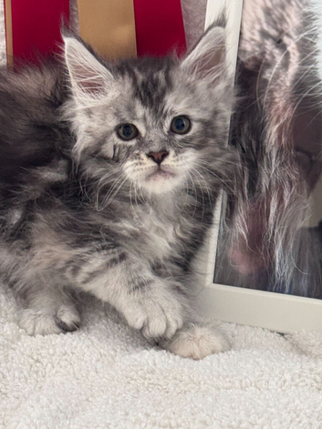 Gorgeous Pedigree Maine Coon Kittens Grand Champions Line