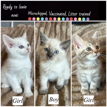Adorable Norwegian forest kittens