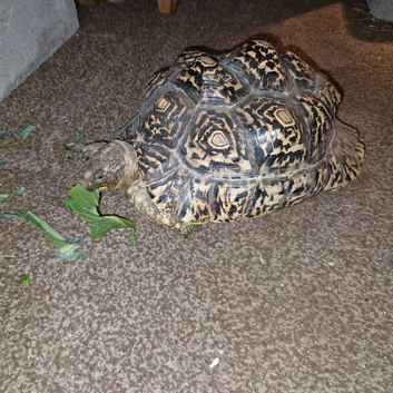 Male leopard tortoise
