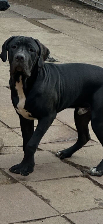 Stunning boy ready now!