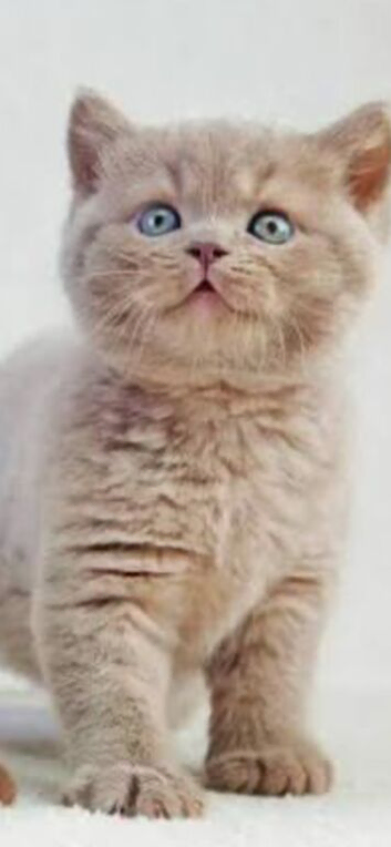 British shorthair for sale