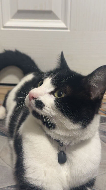 Domino - Tuxedo Cat