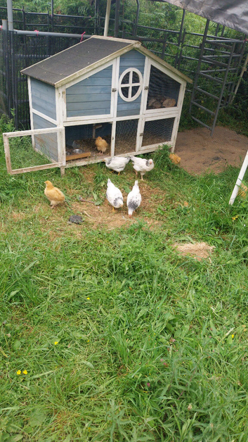 2 unrelated pairs of 12 week old light sussex