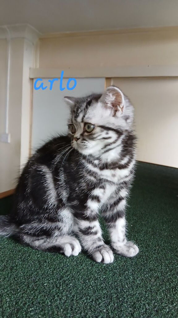 Kittens looking for home
