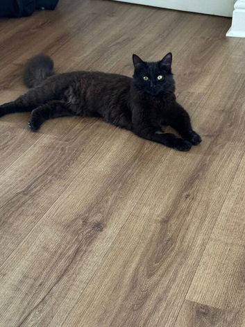 Beautiful Mixed-Breed neutered Cats Looking for Loving Homes