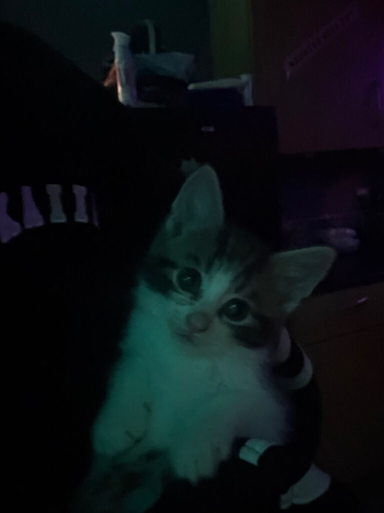 Kittens for sale