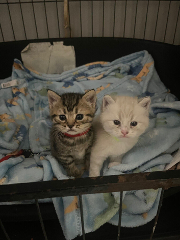 ragdoll mix long haired kittens