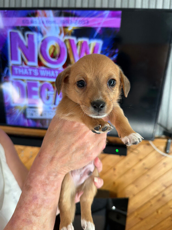 Chihuahua cross dashcund puppies