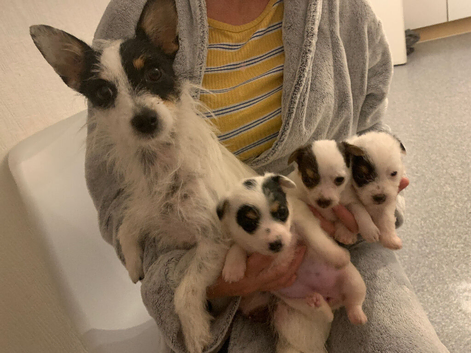 Jack  Russell