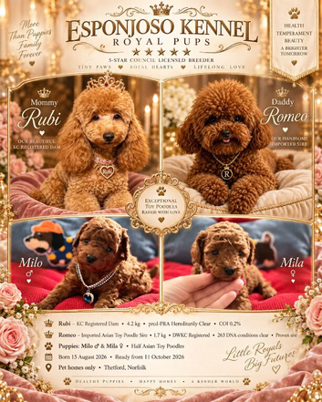 5-star licensed ESPONJOSO Exclusive Half Asian Toy Poodles DWKC registered