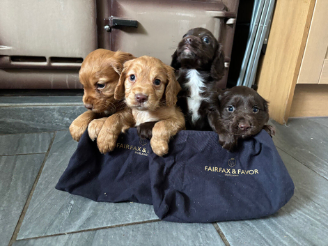 Cocker Spaniels
